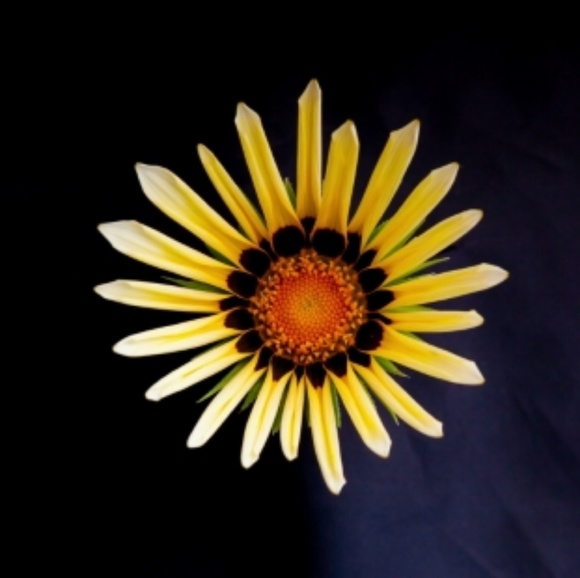 Meet your Posher, Leah b - Picture 1 of 1